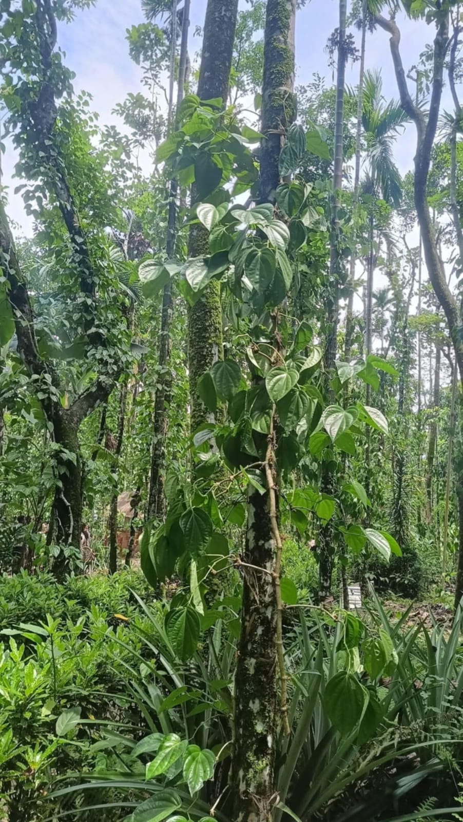 গোয়াইনঘাটের লামাপুঞ্জির খাসিয়া সম্প্রদায়ের ২ হাজার পান গাছ কেটে ফেলে দুর্বৃত্তরা