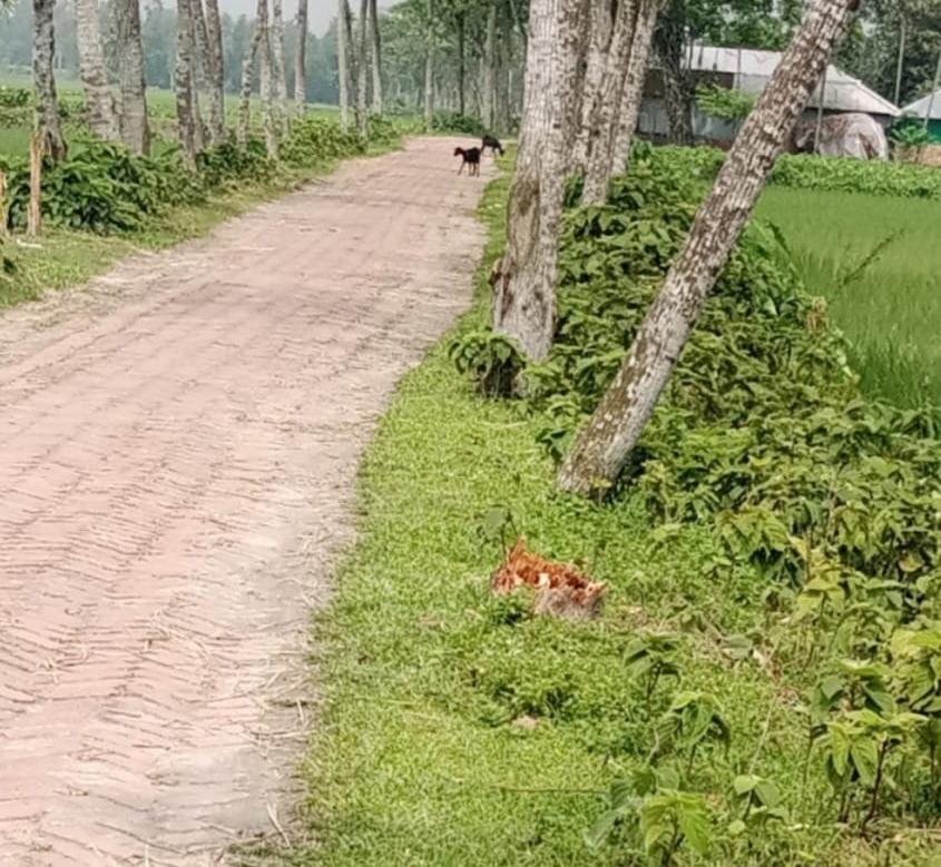 নীলফামারীর ডিমলায় রাতের আঁধারে সরকারি গাছ কাটার অভিযোগ