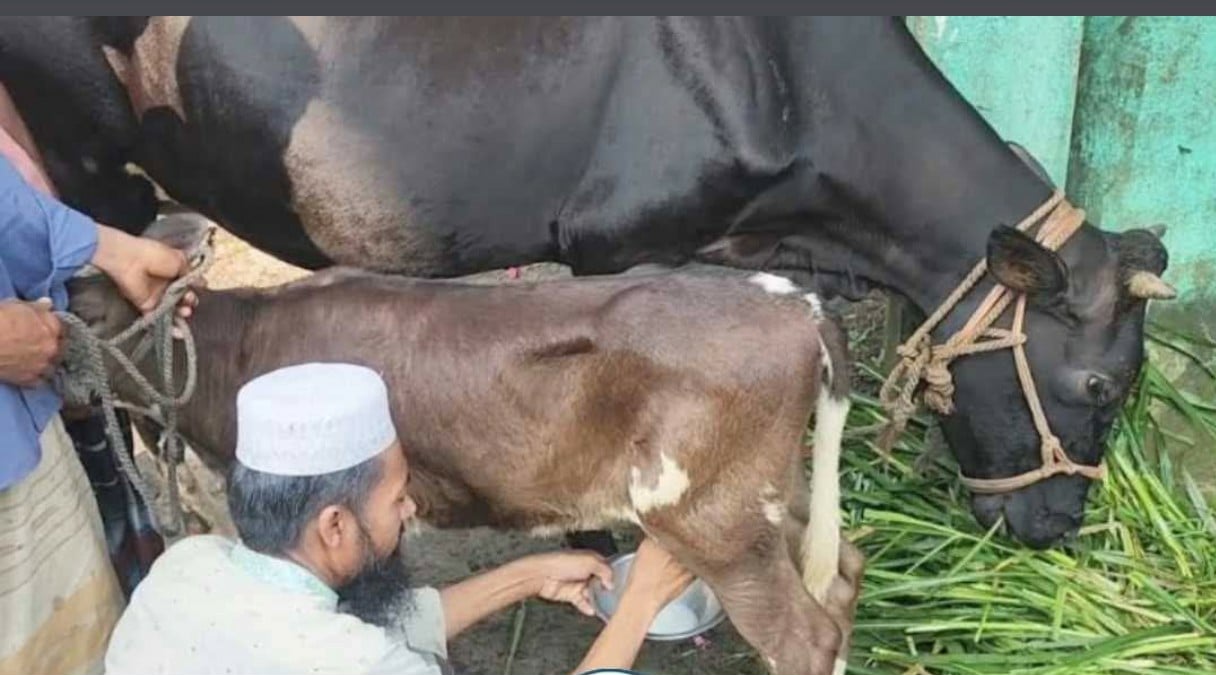 কিশোরগঞ্জে অলৌকিক ঘটনা: জন্মের ৪৮ ঘন্টা পর থেকেই দুধ দিচ্ছে বকনা বাছুর