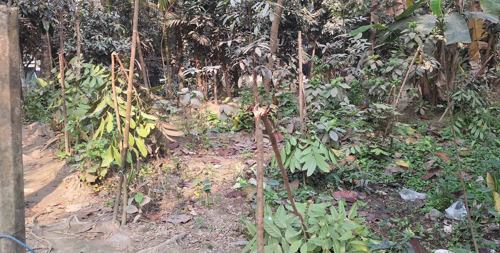 ‎করিমগঞ্জে রাতের আঁধারে প্রবাসীর শতাধিক মেহগনি গাছ কেটে দিয়েছে দুর্বৃত্তরা স্থানীয়দের ক্ষোভ