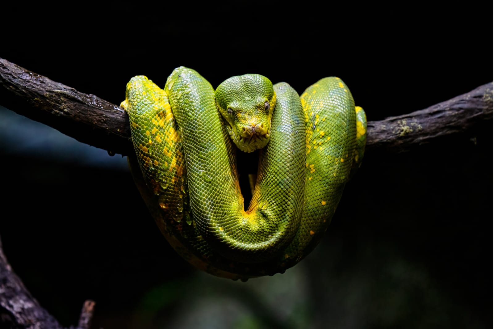মাসের পর মাস না খেয়েও কীভাবে বাঁচে সাপ? উন্মোচিত হলো রহস্য