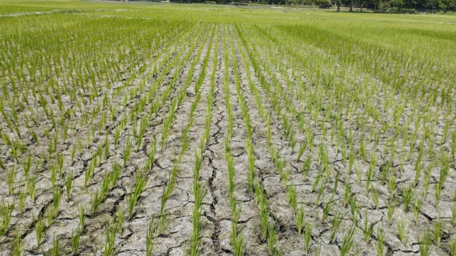 পানির অভাবে রামপাল-বাগেরহাটে বোরো ধান পুড়ে নষ্ট চরম দুশ্চিন্তায় কৃষকরা