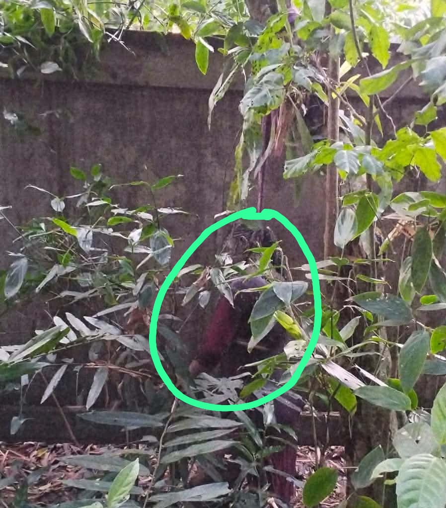 সিলেটের বিশ্বনাথে নিখোঁজের ৫ দিন পর তরুণীর ঝুলন্ত পঁচা লাশ উদ্ধার