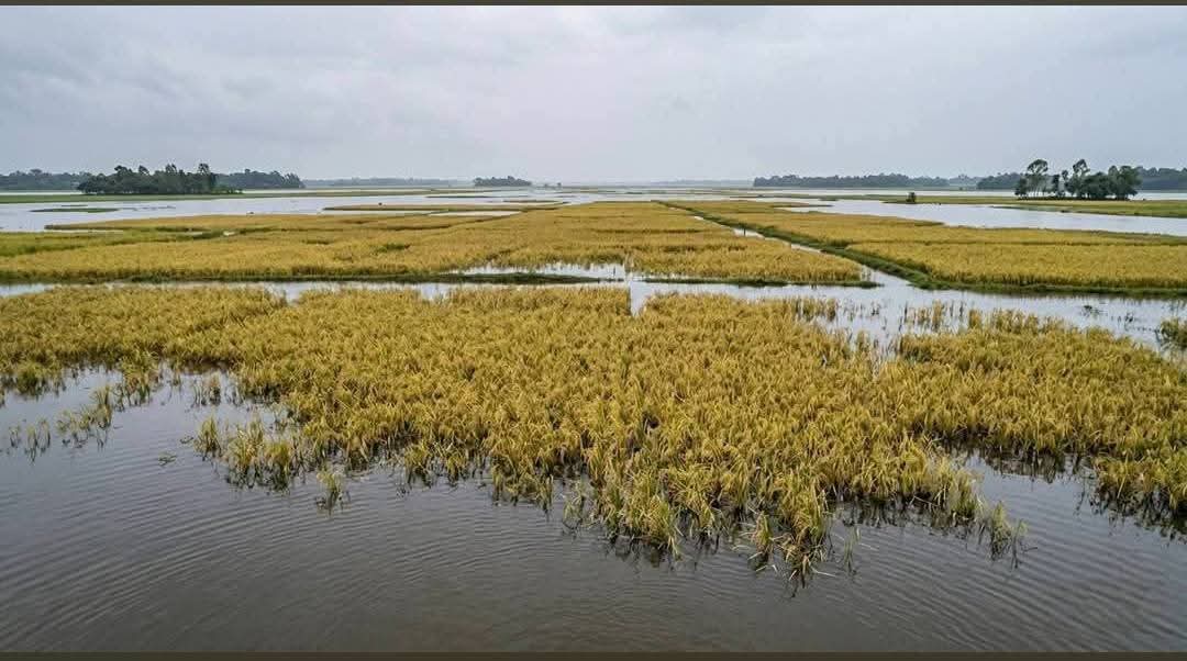 টানা বৃষ্টি ও পাহাড়ি ঢলে নলুয়ার হাওরে বিপর্যয় তলিয়ে যাচ্ছে বোরো ধান দিশেহারা কৃষক