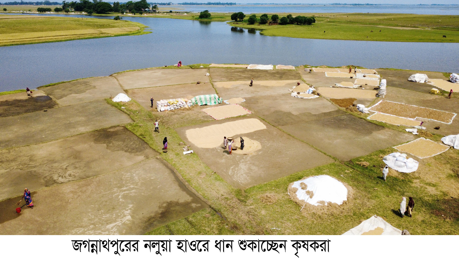 জগন্নাথপুরে রোদ উঠেছে হাওরে খলায় বেড়েছে ব্যস্ততা