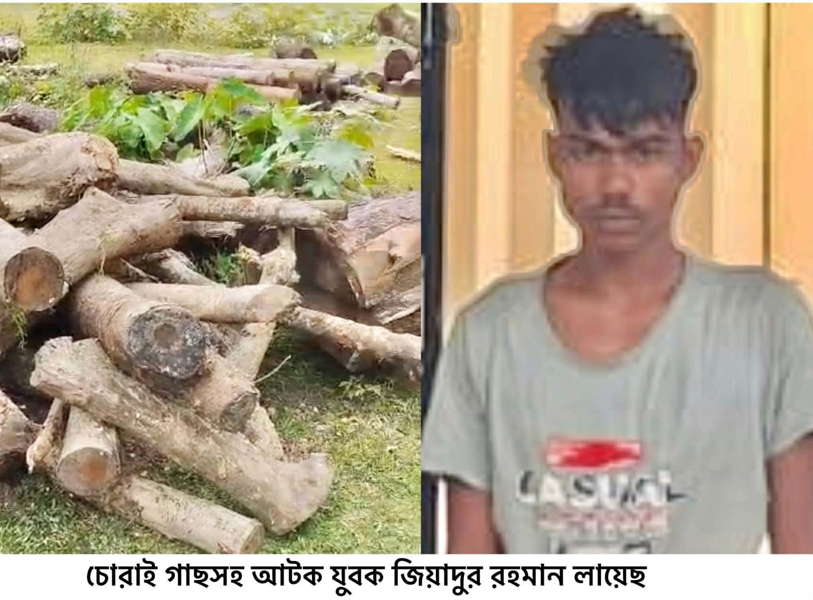সিলেটের বিশ্বনাথে চুরি হয়ে যাওয়া গাছ উদ্ধার করেছে থানা পুলিশ,আটক এক যুবক